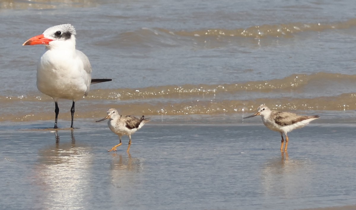 Chevalier bargette - ML644792334