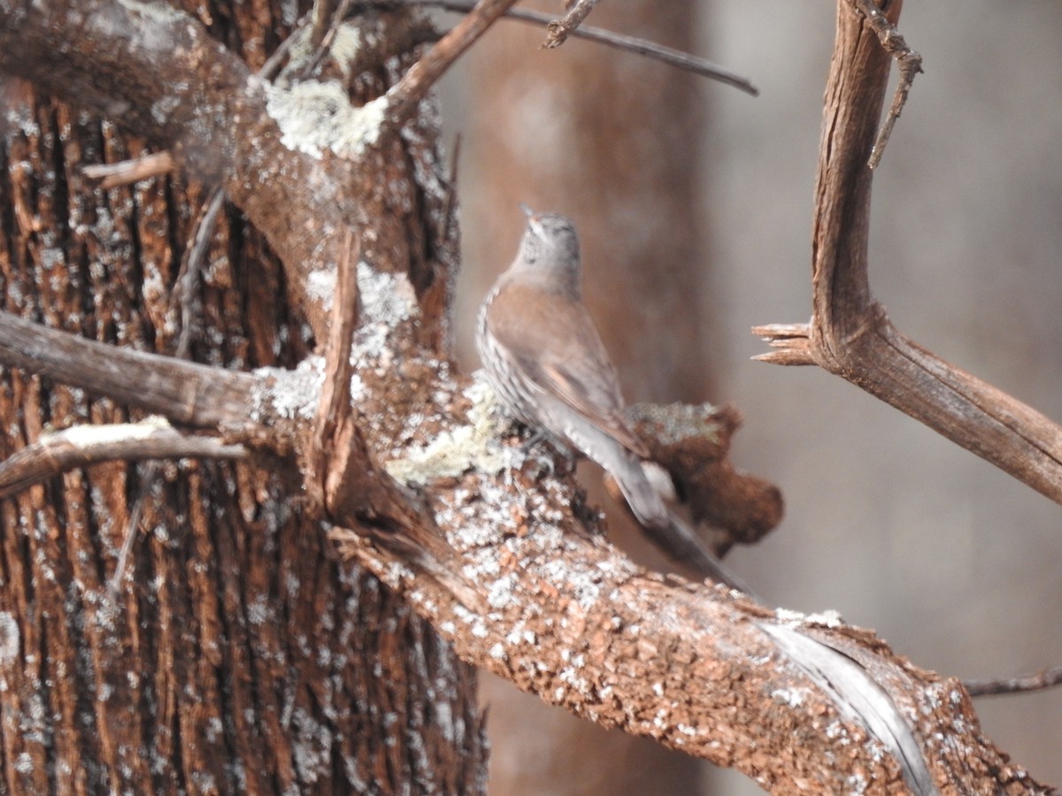 Échelet à sourcils blancs - ML644792336