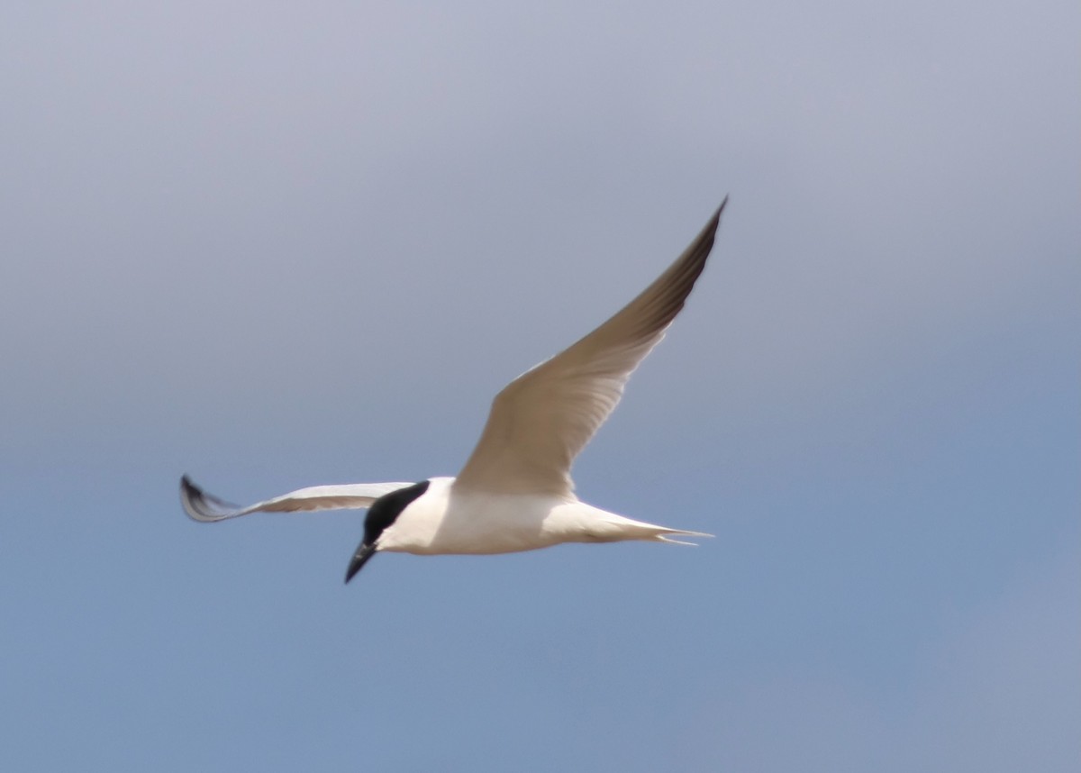 Sterne à longues pattes - ML644792337