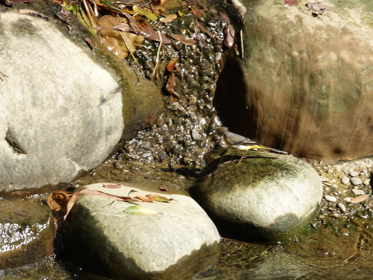 Bergeronnette des ruisseaux - ML644792339