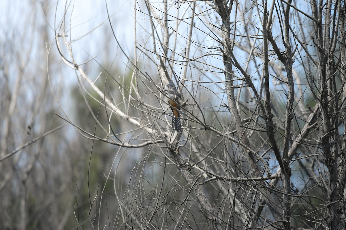 Coucou plaintif - ML644792341