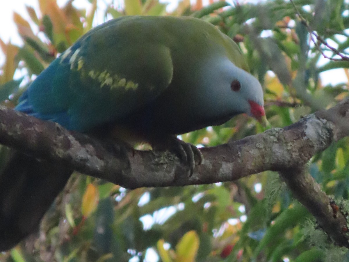 Ptilope magnifique - ML644792342