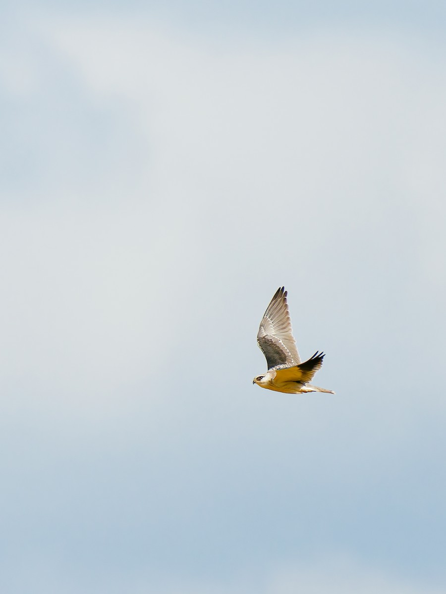 Élanion blanc - ML644792343