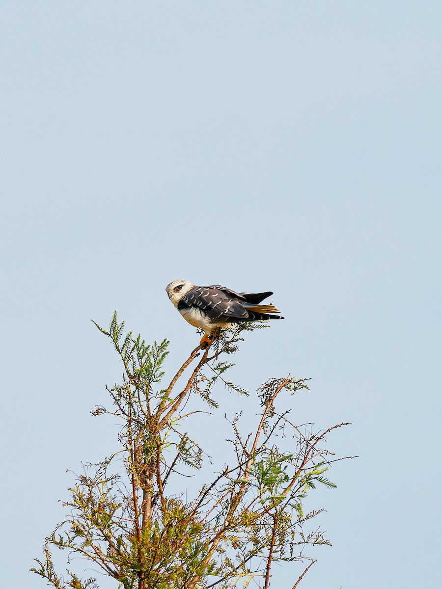 Élanion blanc - ML644792344