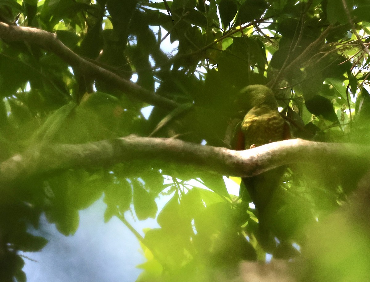 Loriquet vert - ML644792345