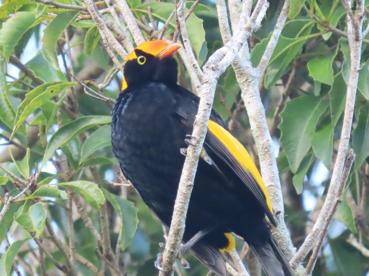 Jardinier prince-régent - ML644792346