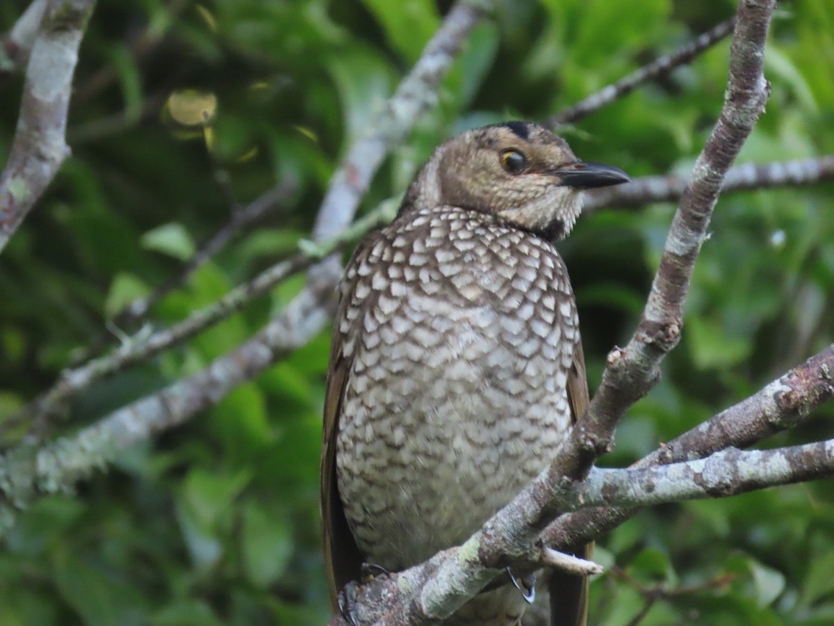 Jardinier prince-régent - ML644792347