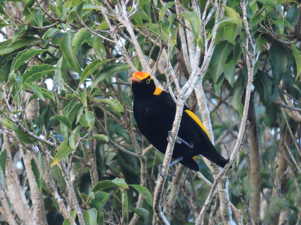 Jardinier prince-régent - ML644792348