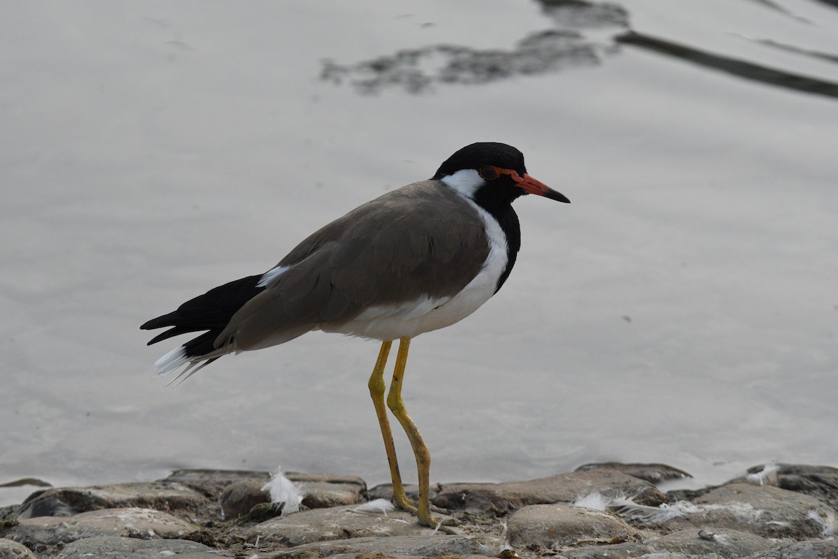 Vanneau indien - ML644792349