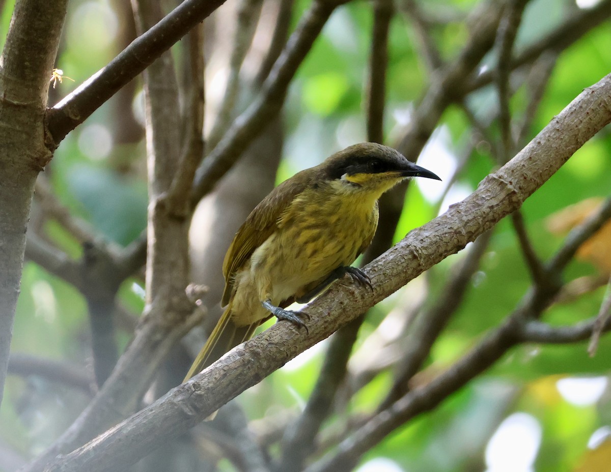 Méliphage versicolore - ML644792351