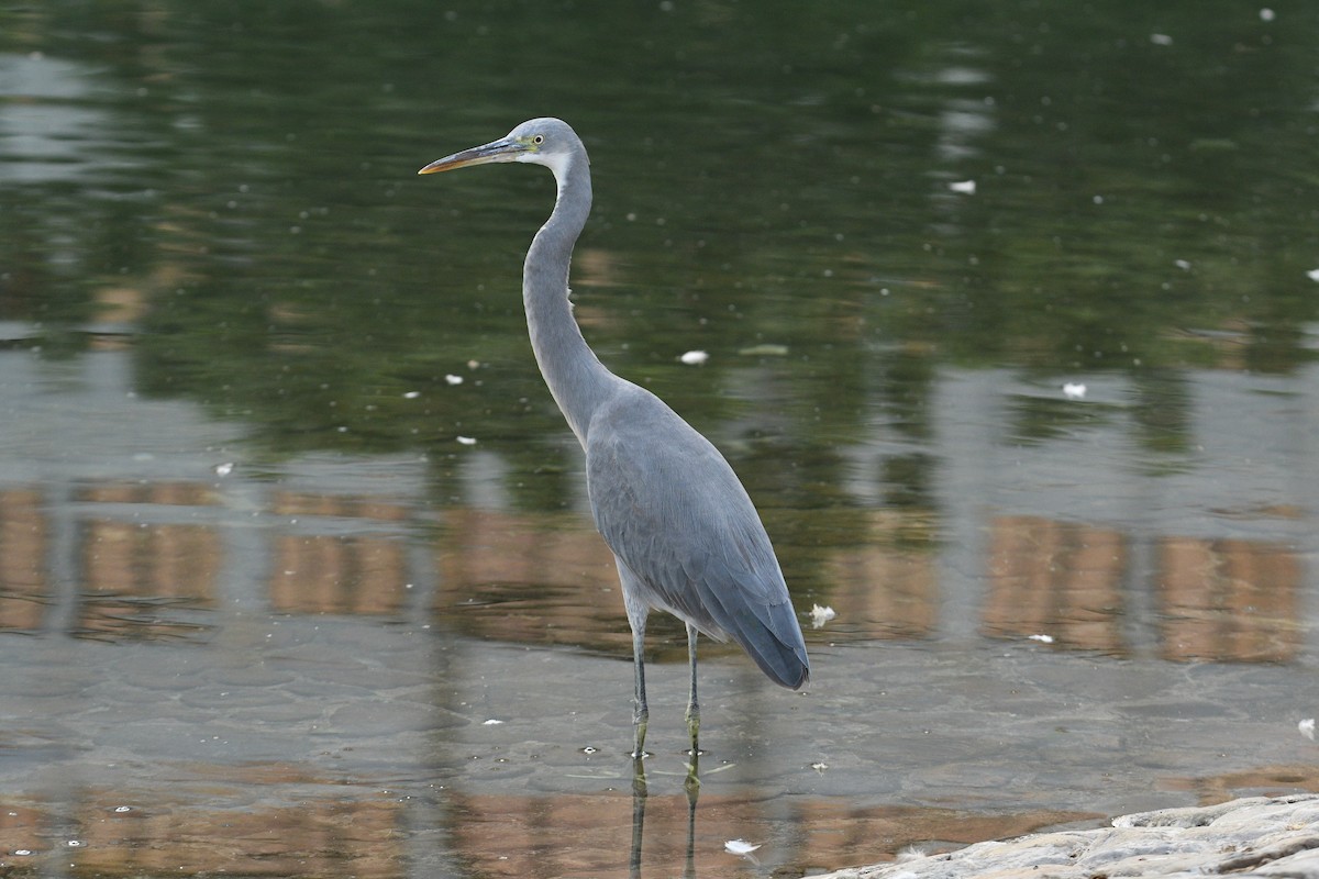 Aigrette à gorge blanche - ML644792352