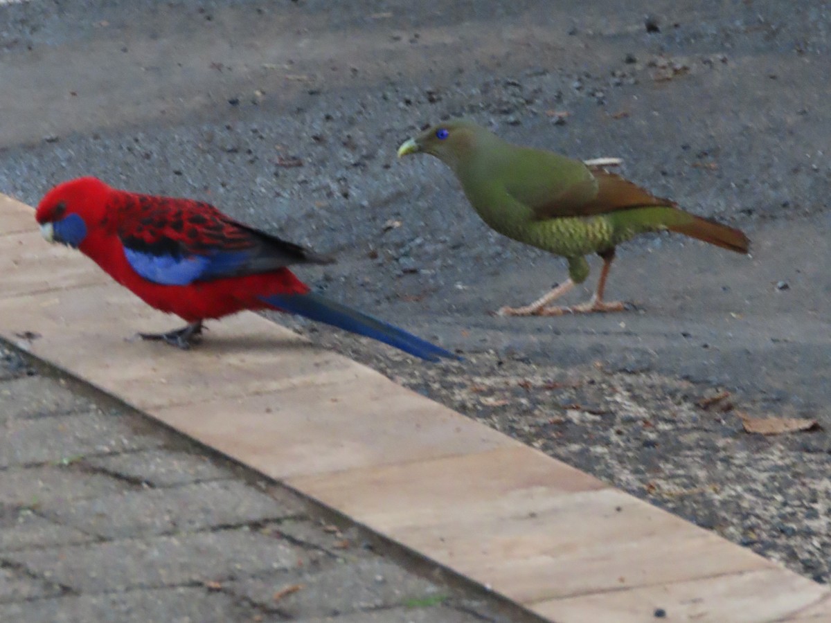 Jardinier satiné - ML644792353