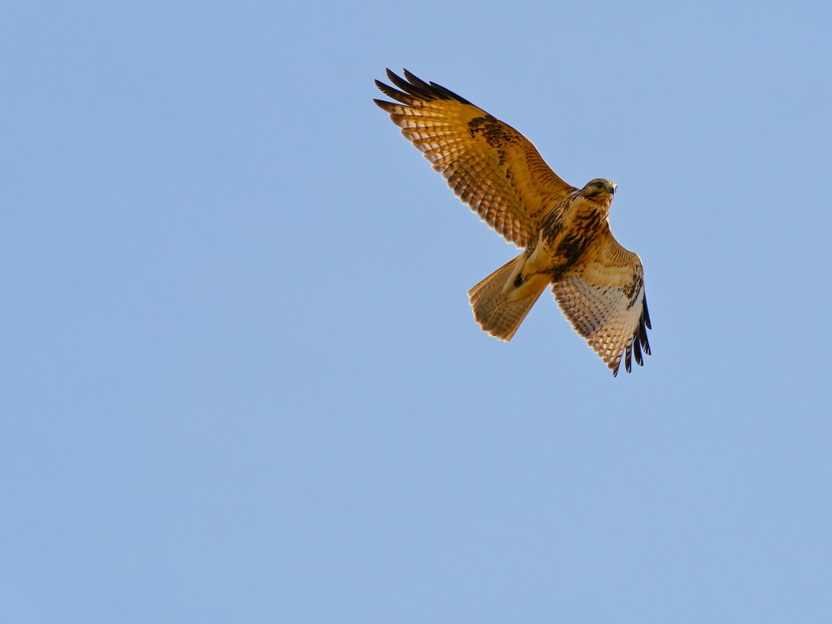 Buse du Japon - ML644792354