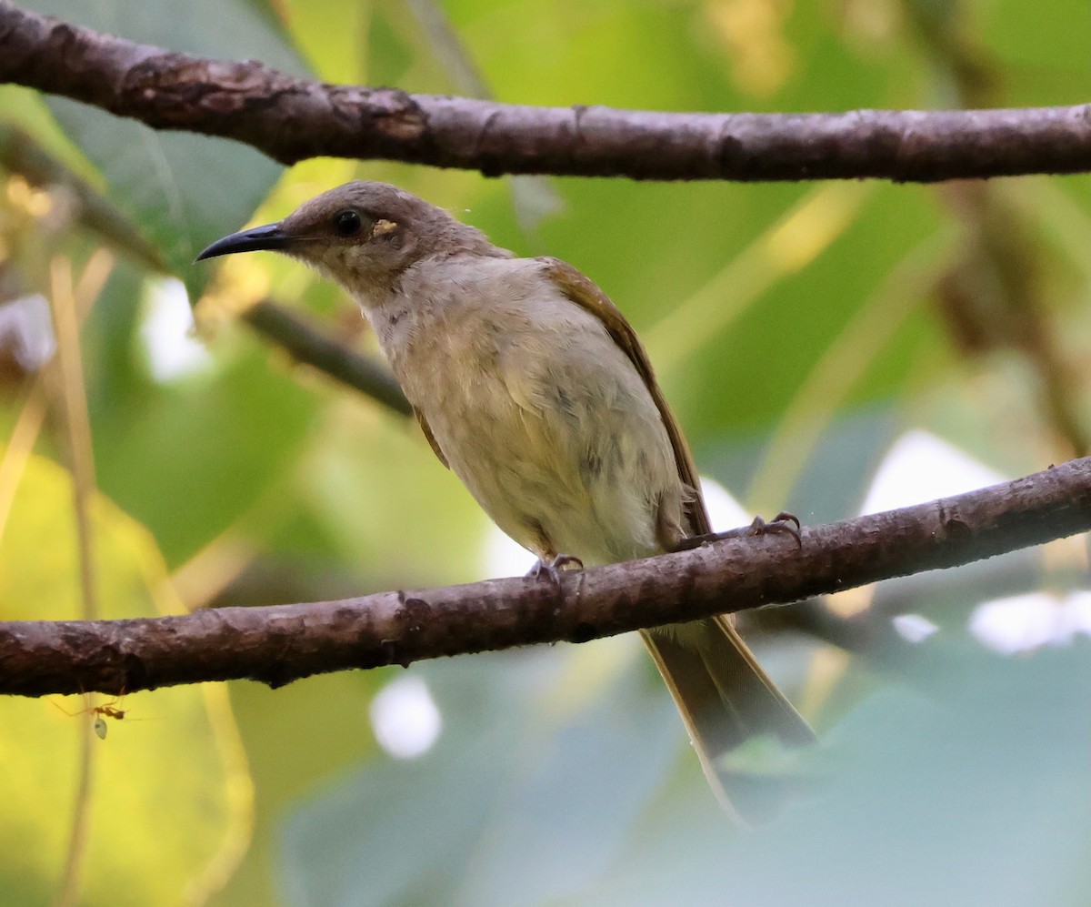 Méliphage brunâtre - ML644792357