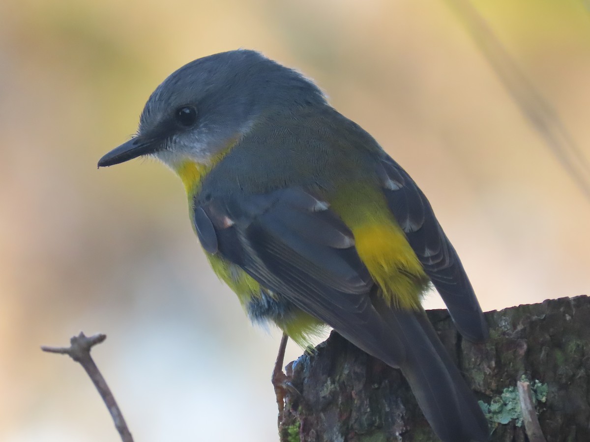 gulbrystflueskvett - ML644792358