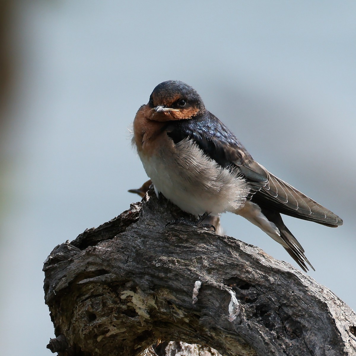 Hirondelle messagère - ML644792360