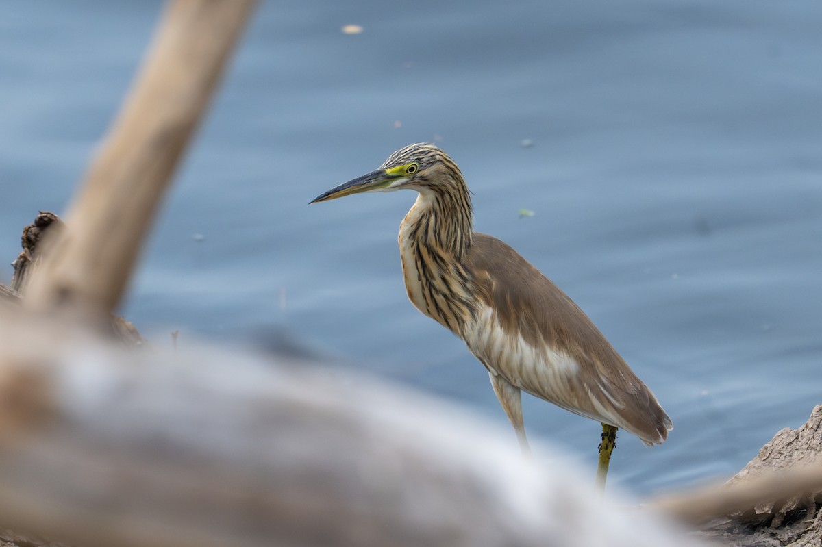 Crabier chevelu - ML644792362