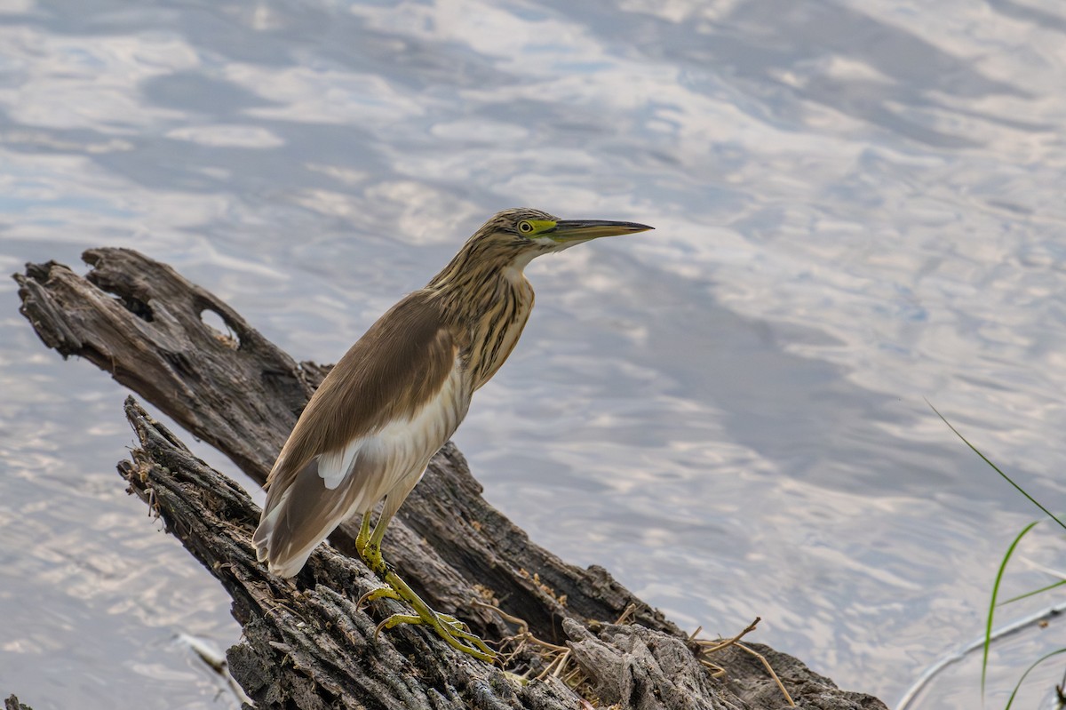 Crabier chevelu - ML644792363