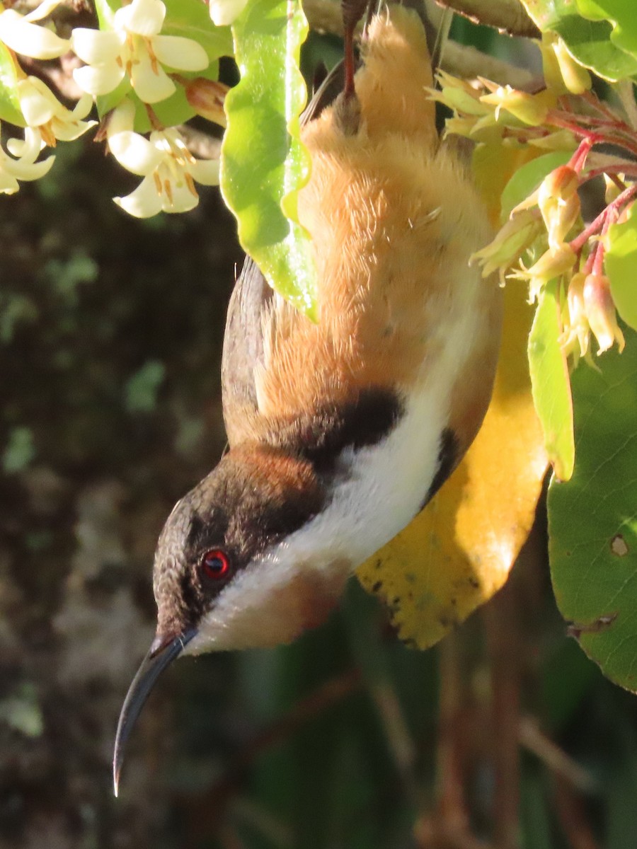 Méliphage à bec grêle - ML644792364