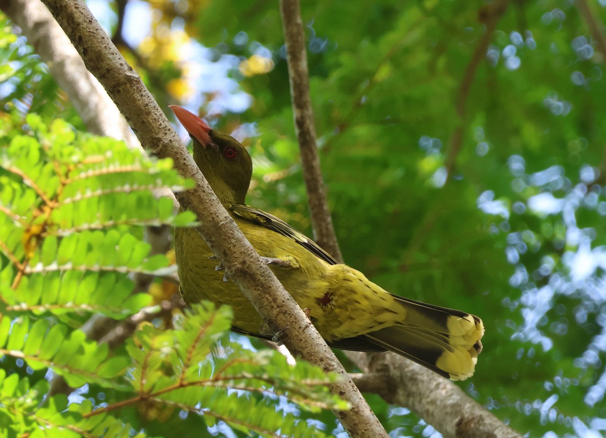 Loriot verdâtre - ML644792367