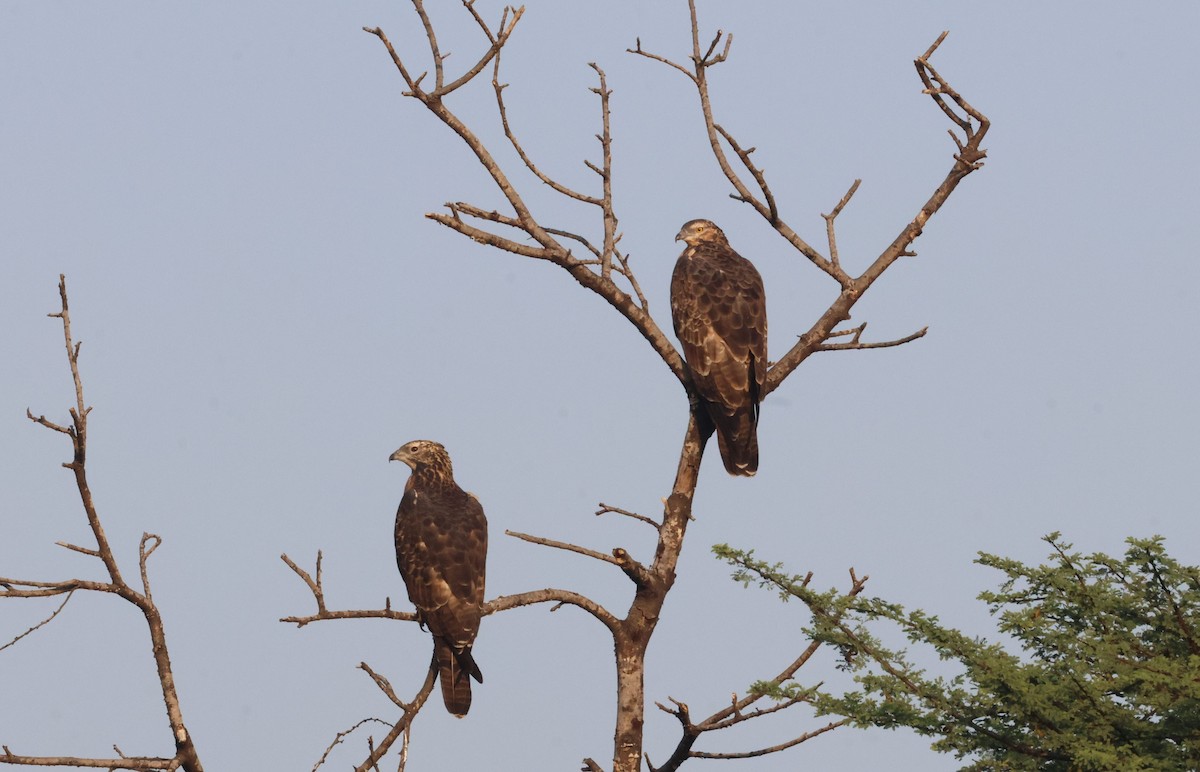 Bondrée orientale - ML644792368