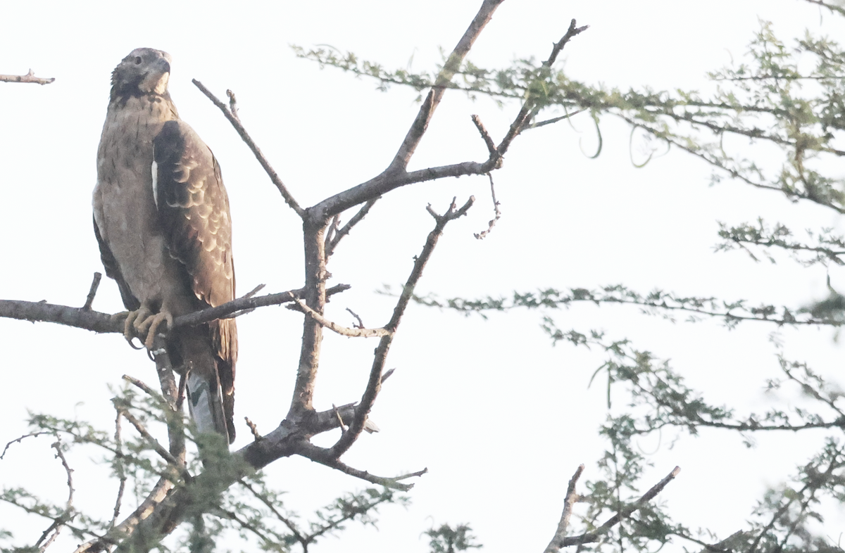 Oriental Honey-buzzard - ML644792369