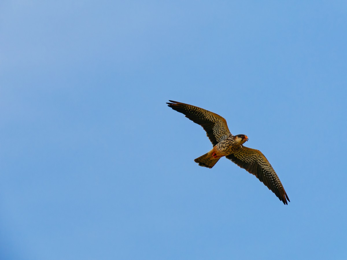 Faucon de l'Amour - ML644792370