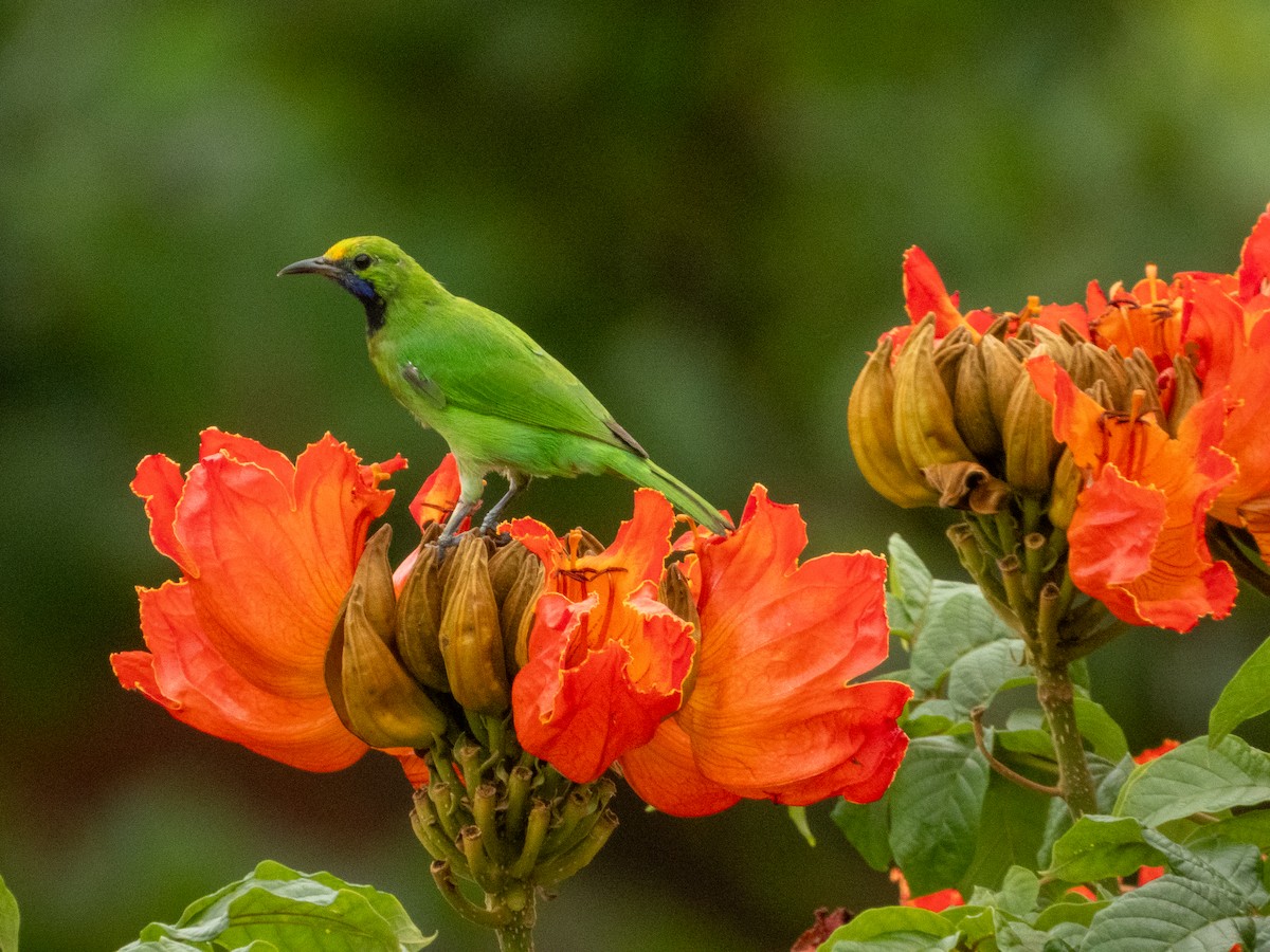 Золотолобая листовка - ML644792386