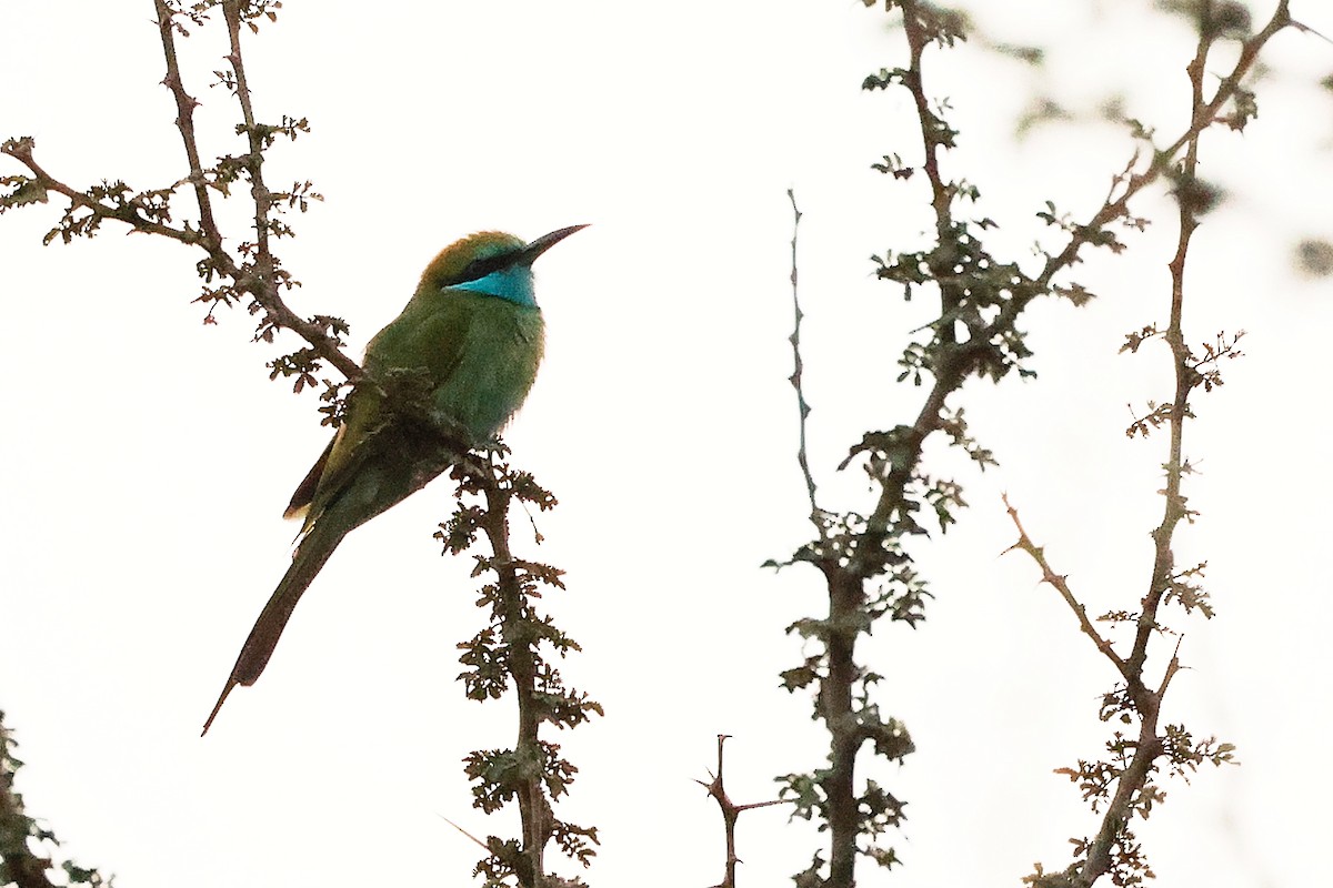 Arabian Green Bee-eater - ML644792394