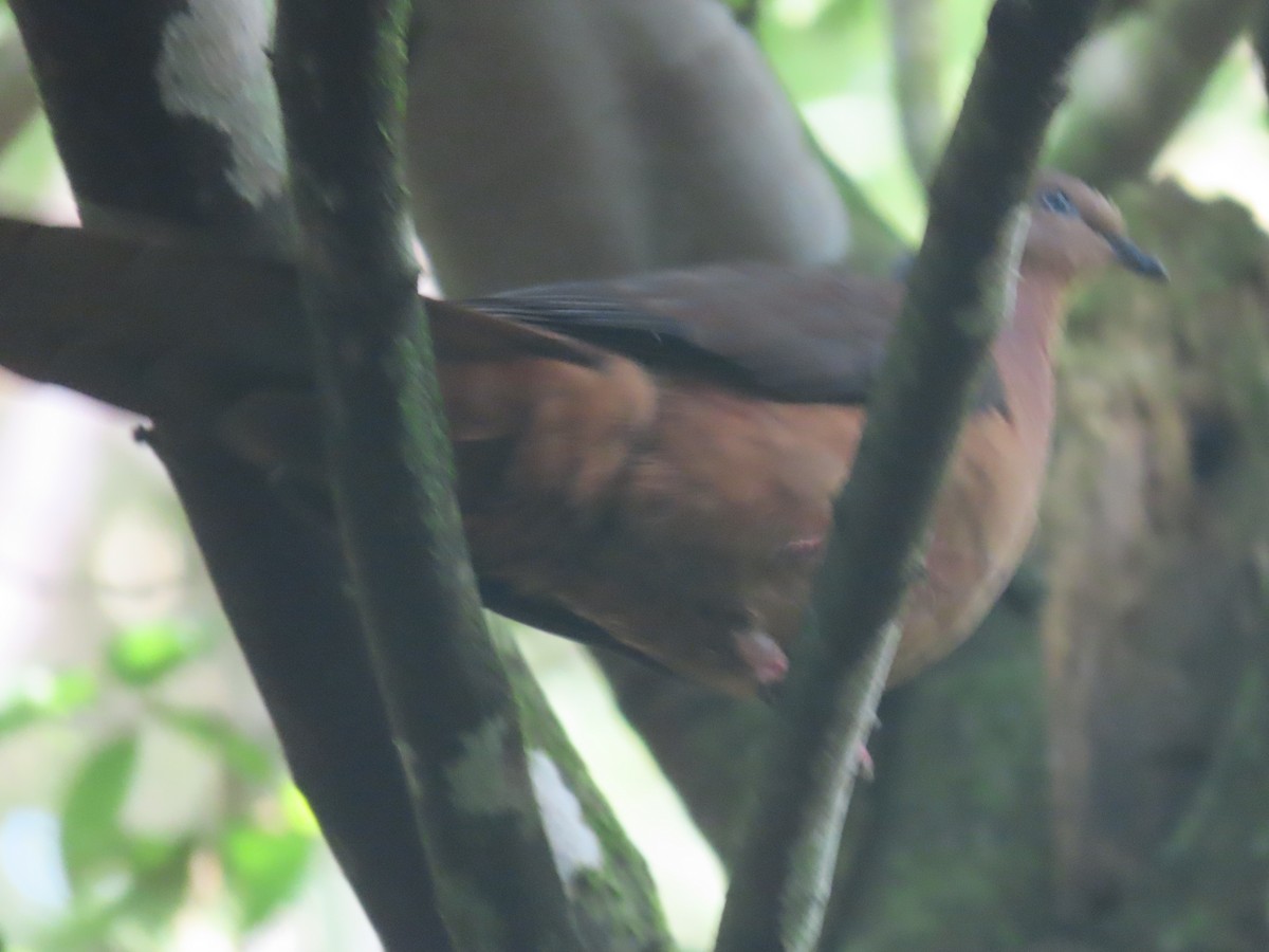 kanelgjøkdue - ML644792397