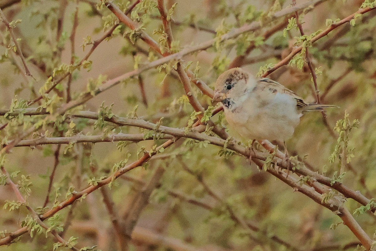 家麻雀 - ML644792398
