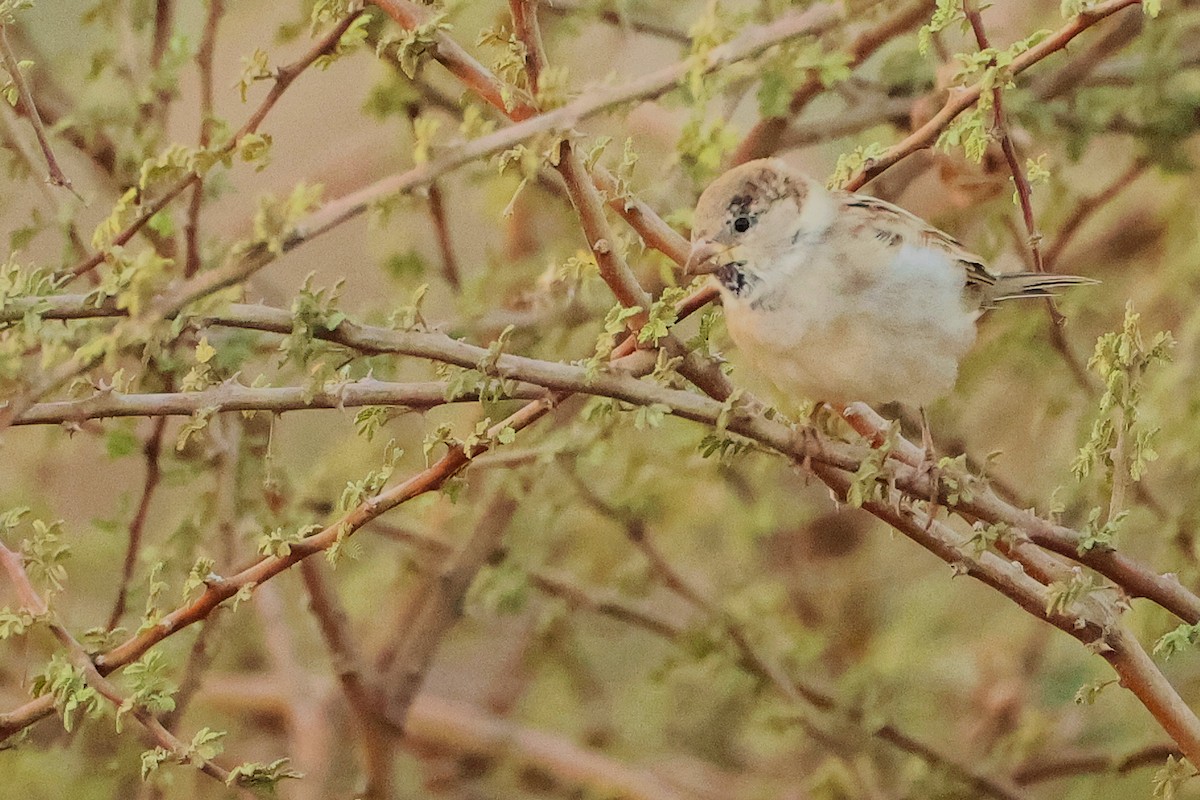 家麻雀 - ML644792399