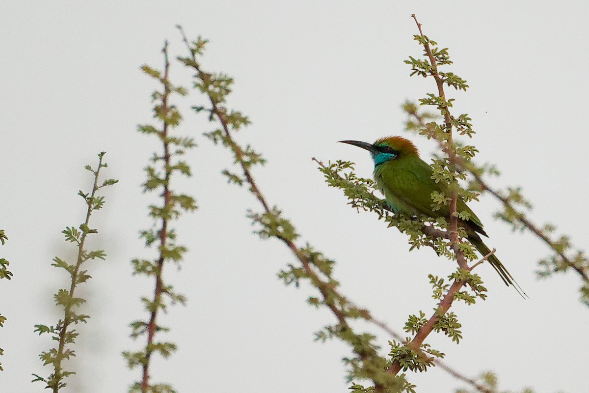 Arabian Green Bee-eater - ML644792438