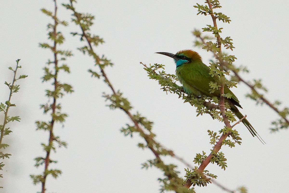 Arabian Green Bee-eater - ML644792441