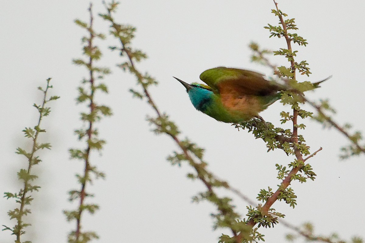 Arabian Green Bee-eater - ML644792442