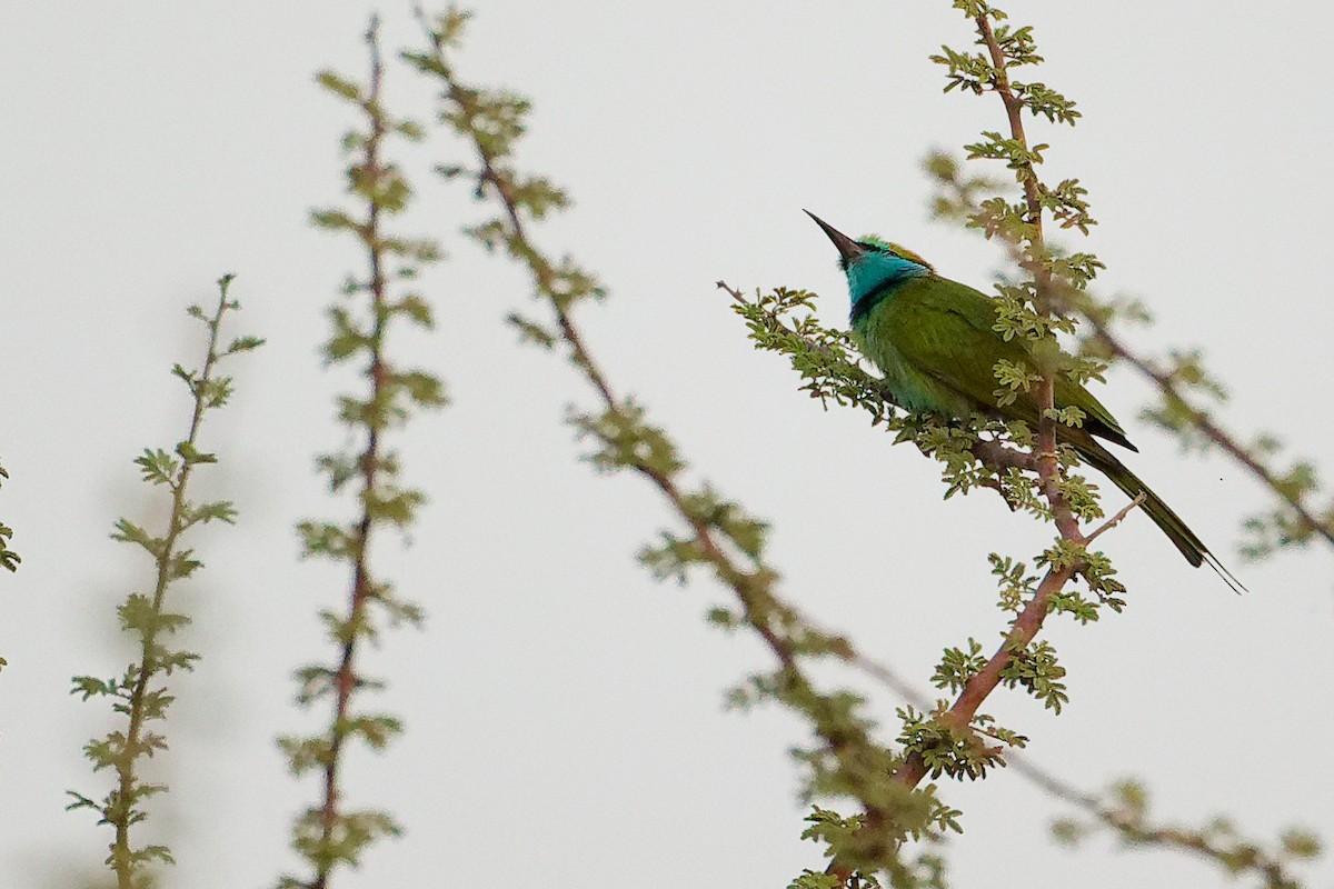 Arabian Green Bee-eater - ML644792443