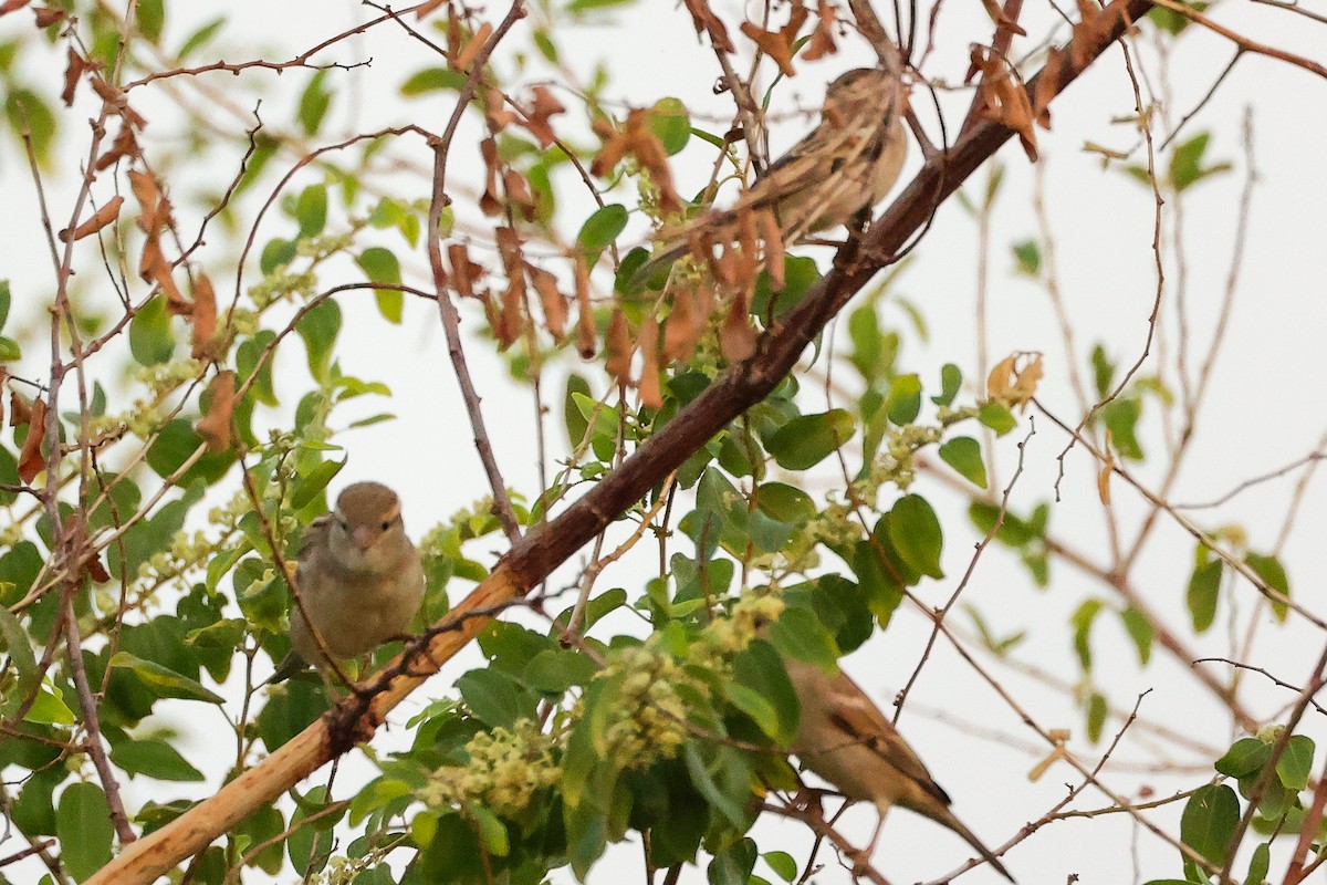 家麻雀 - ML644792444