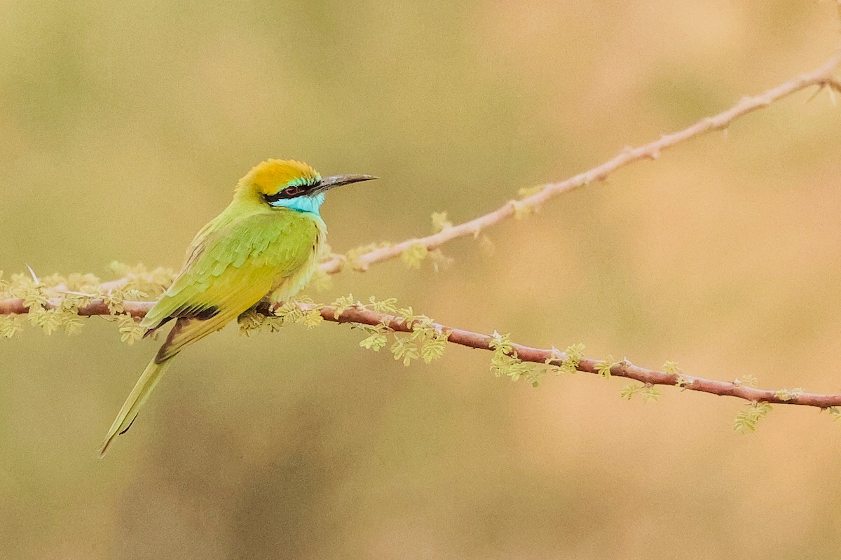 Arabian Green Bee-eater - ML644792449
