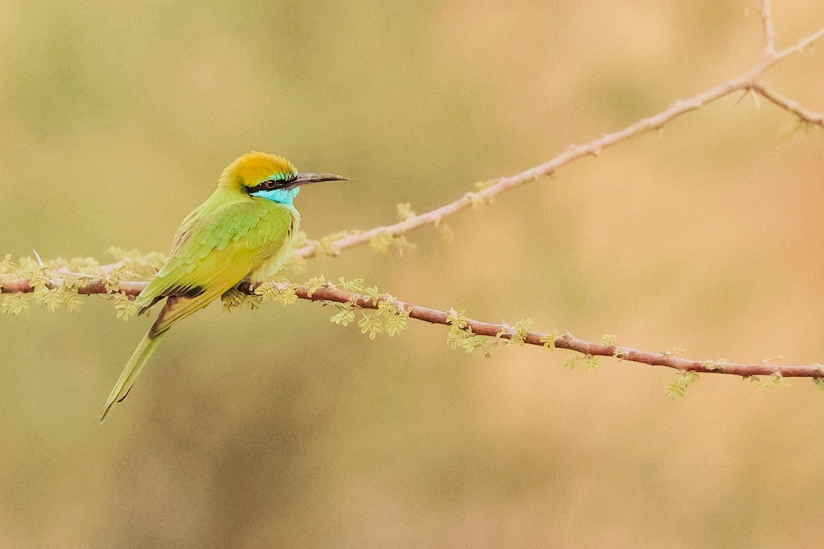 Arabian Green Bee-eater - ML644792450