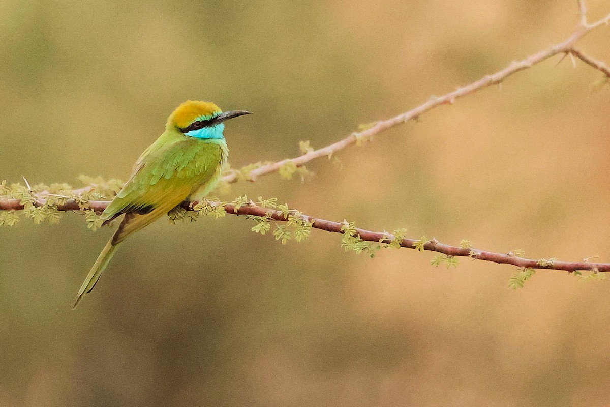 Arabian Green Bee-eater - ML644792451