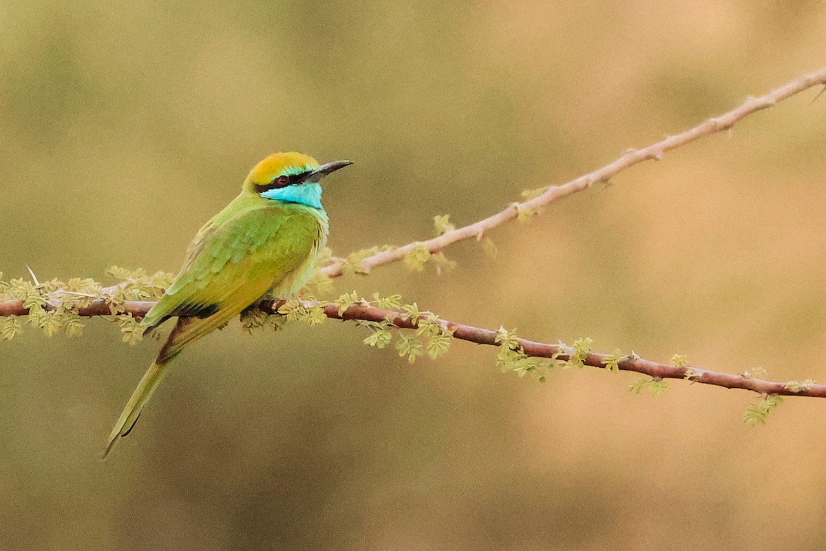 Arabian Green Bee-eater - ML644792452