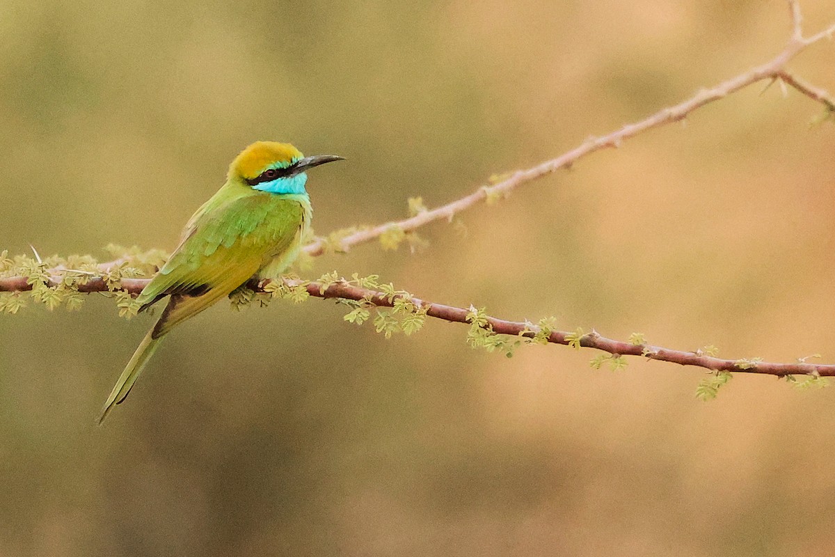 Arabian Green Bee-eater - ML644792453