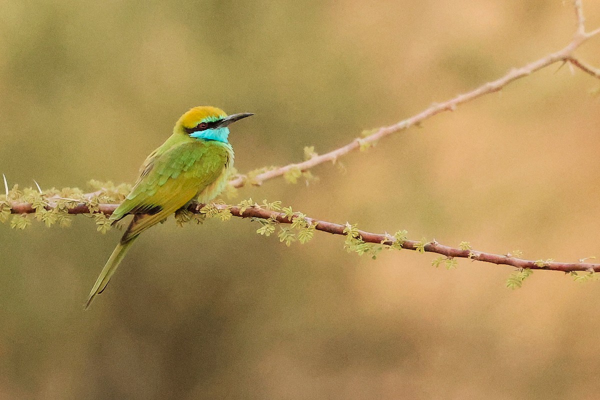 Arabian Green Bee-eater - ML644792454