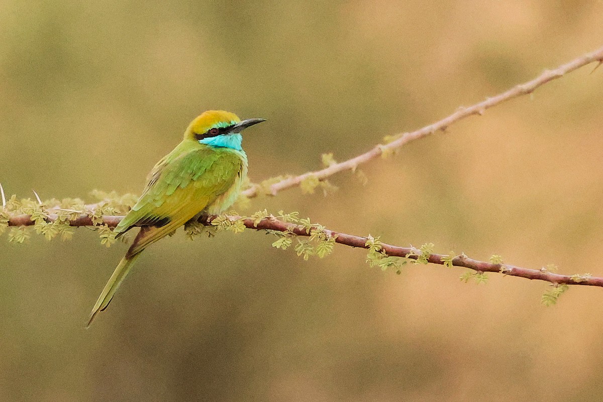 Arabian Green Bee-eater - ML644792455