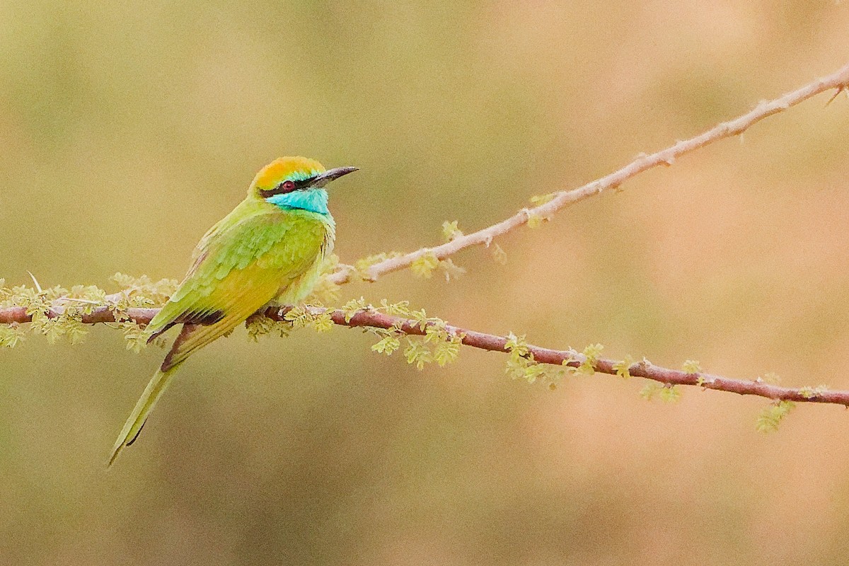 Arabian Green Bee-eater - ML644792456