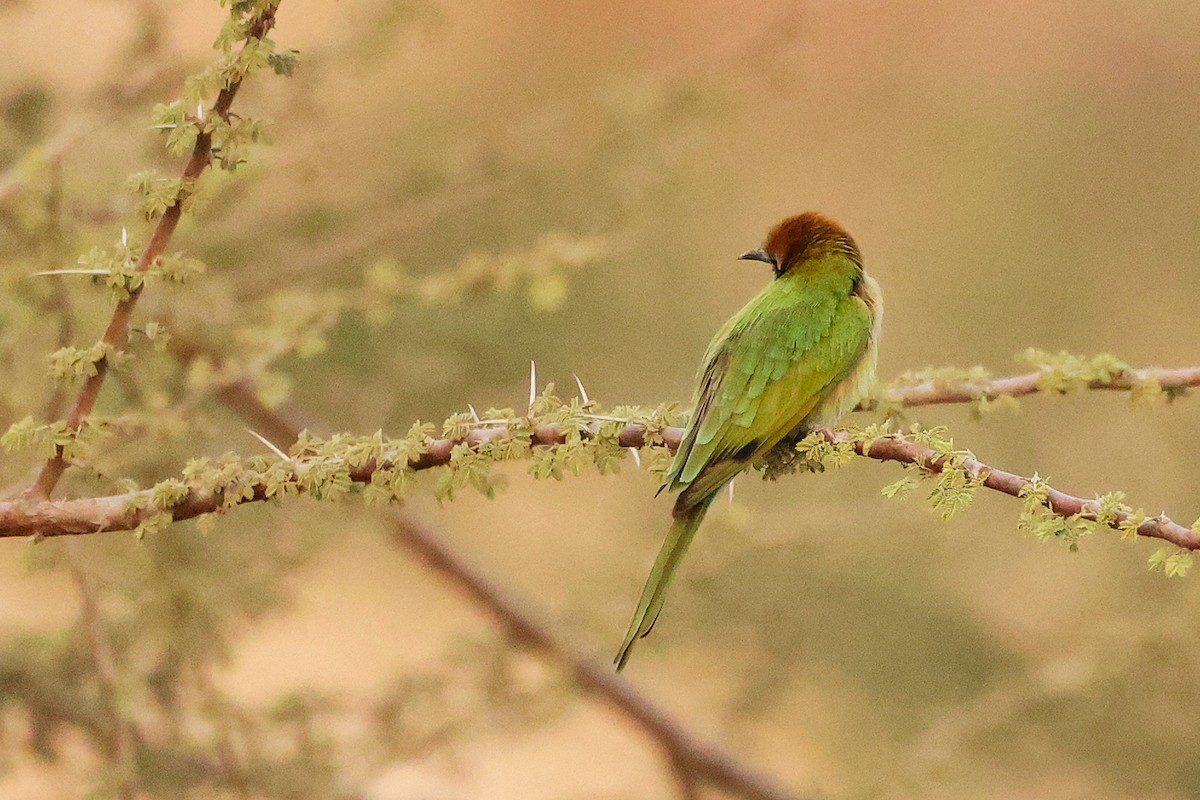 Arabian Green Bee-eater - ML644792468