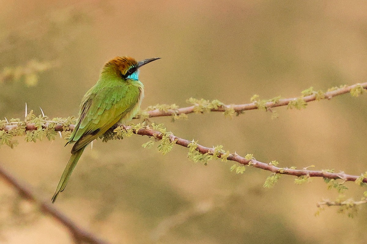 Arabian Green Bee-eater - ML644792469
