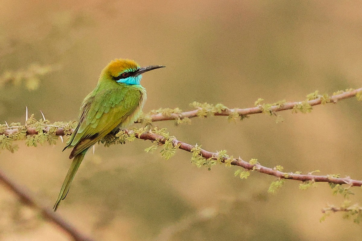 Arabian Green Bee-eater - ML644792470