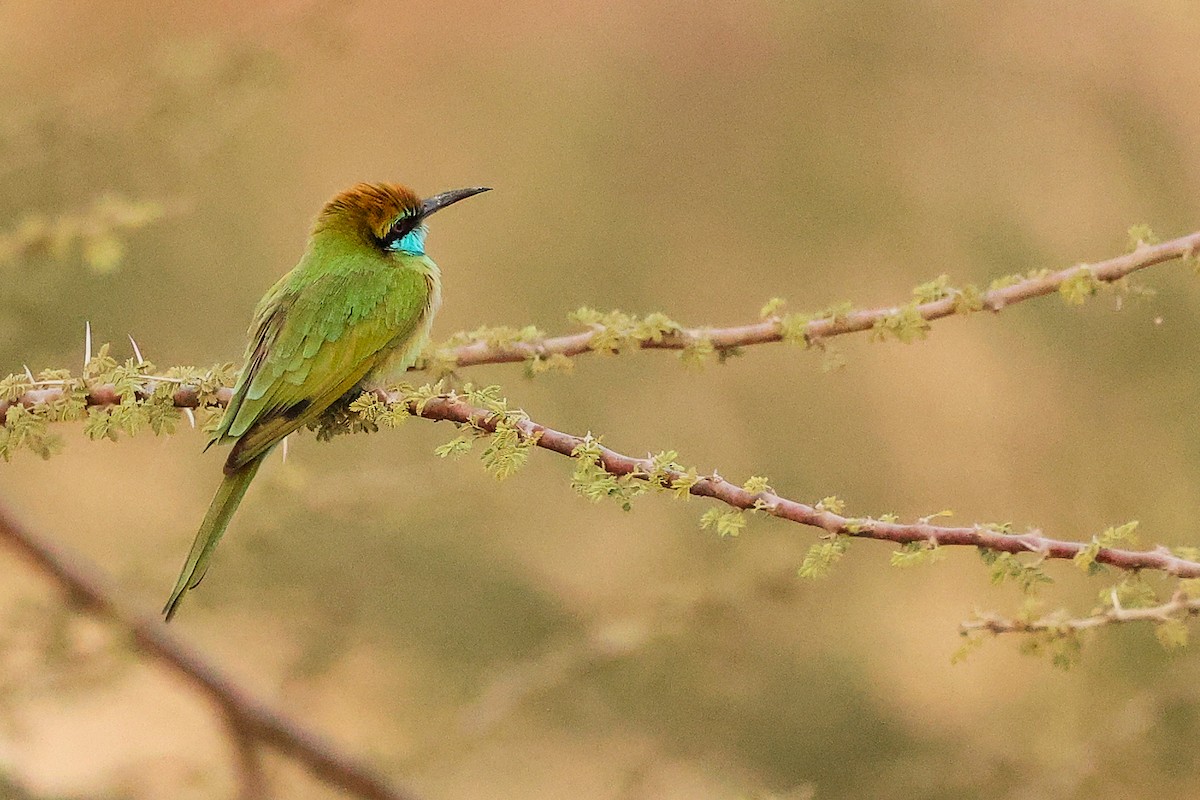 Arabian Green Bee-eater - ML644792471