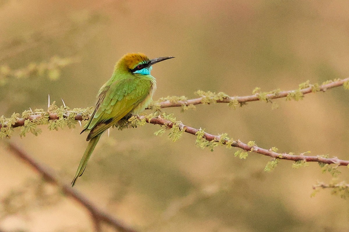 Arabian Green Bee-eater - ML644792472
